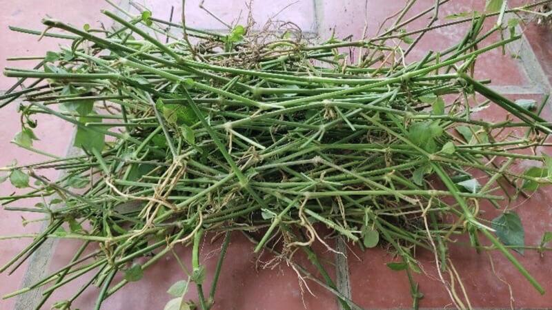 Khám phá cách trồng rau ngót trong thùng xốp dễ dàng, nhanh chóng thu hoạch.