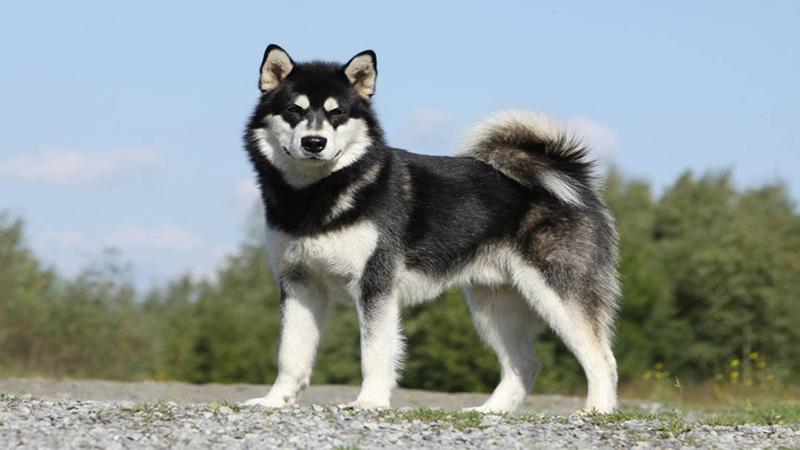 Khám phá giống chó Alaska: Nguồn gốc, đặc điểm, cách nuôi dưỡng và bảng giá chi tiết