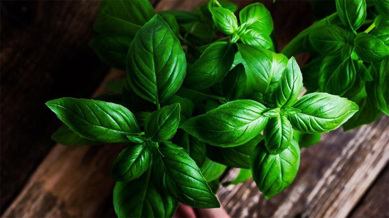 Húng tây (Basil) là gì? Tìm hiểu công dụng và cách sử dụng húng tây một cách hiệu quả