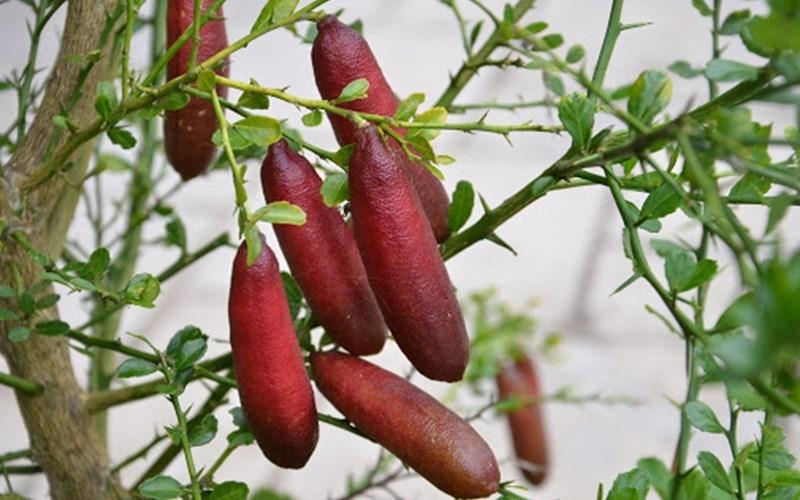 Chanh ngón tay – một loại quả hiếm với hình dáng độc đáo giống như những ngón tay thon dài, mang đến một trải nghiệm hoàn toàn mới lạ.