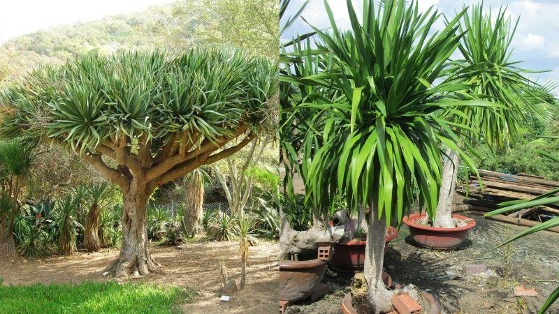 Cây đại lộc: Tìm hiểu ý nghĩa, hình ảnh và cách trồng, chăm sóc đơn giản ngay tại nhà.