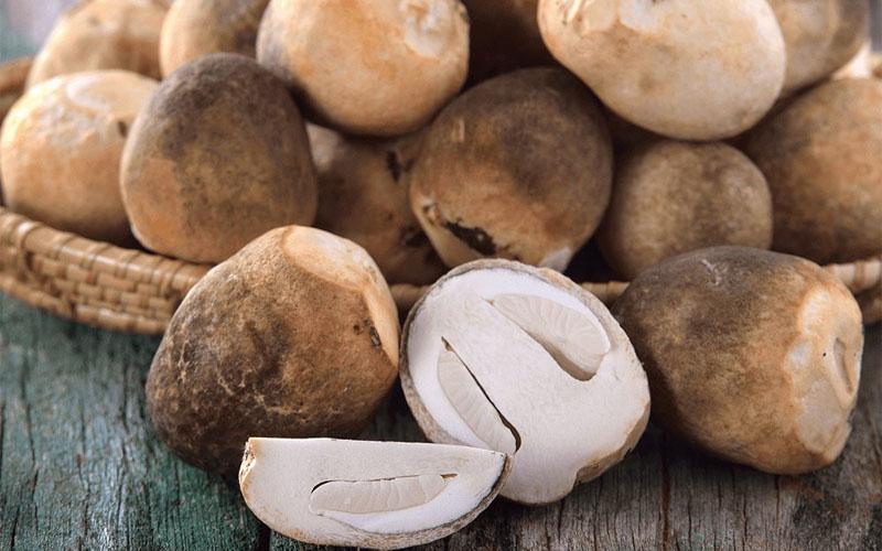 Khám phá thế giới các loại nấm ăn được cùng những tác dụng kỳ diệu mà thiên nhiên ban tặng.