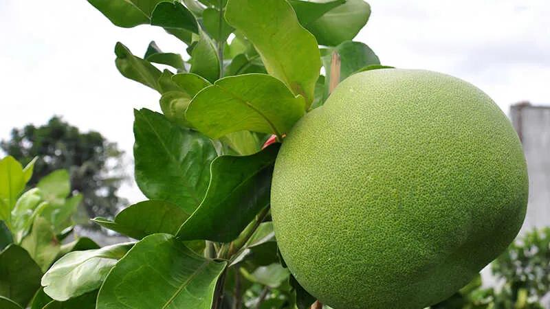 Bàn thờ với 8 loại trái cây giúp gia chủ đón nhận may mắn và phúc lộc đầy nhà