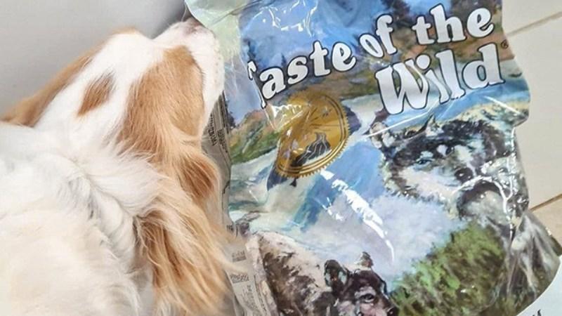 Top 8 loại thức ăn cho chó Taste of Wild chất lượng, cung cấp dinh dưỡng tối ưu cho thú cưng.