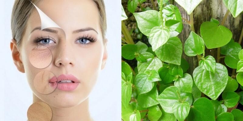Rau càng cua không chỉ là một loại rau dại, mà còn là một 'thần dược' tuyệt vời cho sức khỏe. Hãy khám phá ngay những lợi ích bất ngờ mà loại rau này mang lại cho bạn!