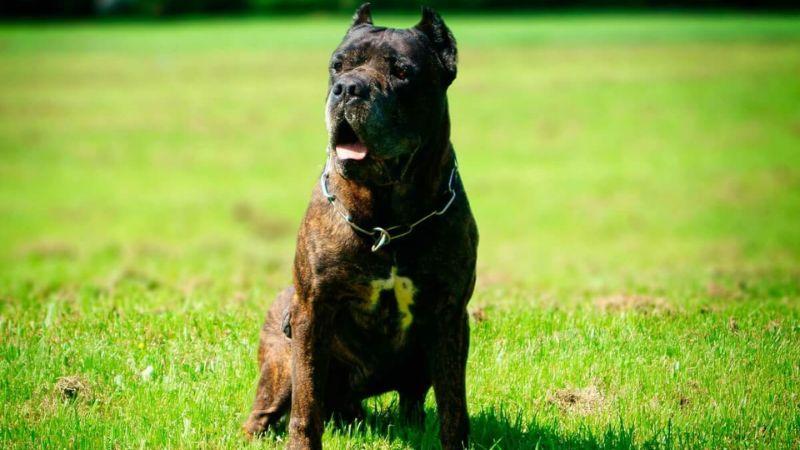 Chó Bandog xuất phát từ đâu, giá trị của chúng ra sao, và cách chăm sóc giống chó này như thế nào?