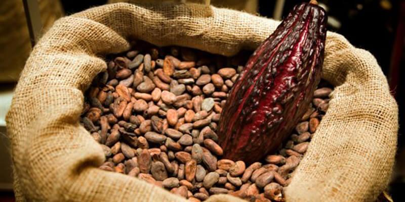 Uống cacao có làm bạn tăng cân không? Câu trả lời sẽ khiến bạn ngạc nhiên!