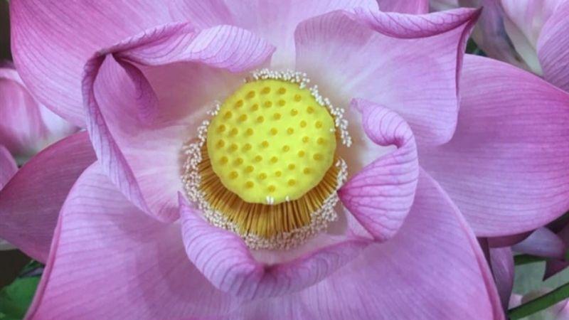 Hoa quỳ là một loài hoa với vẻ đẹp thanh thoát, rất dễ gây nhầm lẫn với hoa sen. Tuy nhiên, nếu tinh ý, bạn sẽ nhận thấy những điểm khác biệt rõ rệt giữa hai loài hoa này. Cùng khám phá hoa quỳ là gì và cách phân biệt hoa sen với hoa quỳ trong bài viết dưới đây!