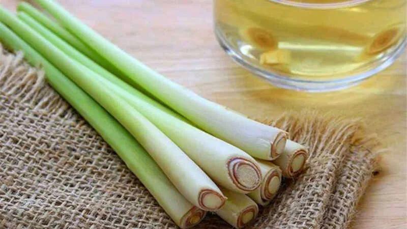 Hướng dẫn làm tinh dầu sả để đuổi muỗi, mang đến hiệu quả bất ngờ và hương thơm dễ chịu