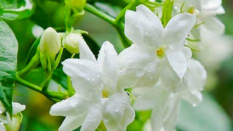 Khám phá 13 chai nước hoa với hương hoa nhài thanh lịch, nhẹ nhàng dành cho phái nữ