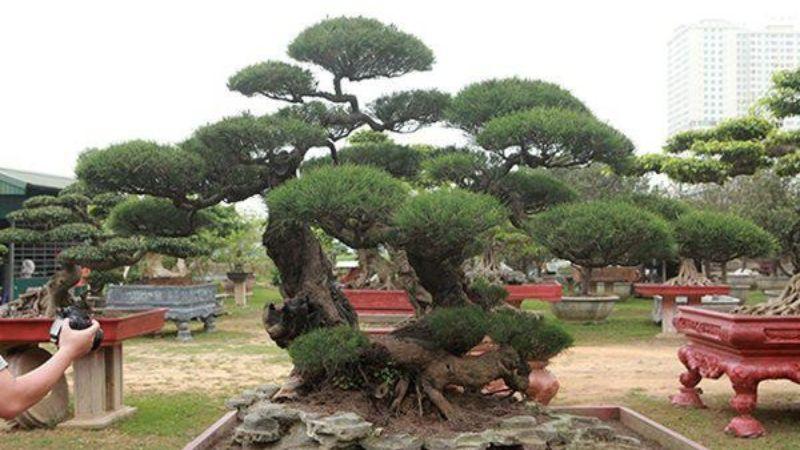 Cây phi lao cảnh: Vẻ đẹp, ý nghĩa, hình ảnh và cách chăm sóc tại nhà