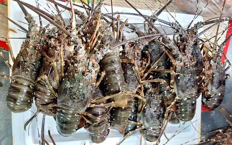 Giải cứu tôm hùm: Những câu chuyện chưa được kể
