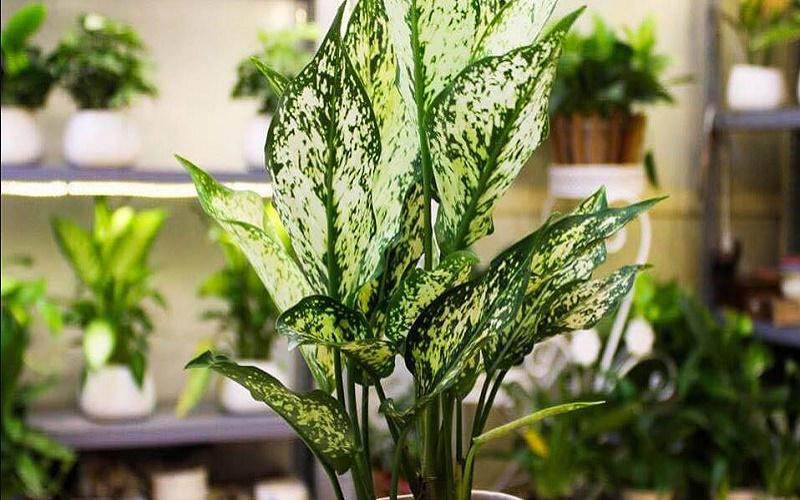 Cây ngọc ngân có độc hại không? Khám phá các đặc điểm và ý nghĩa phong thủy đặc sắc của loài cây này.
