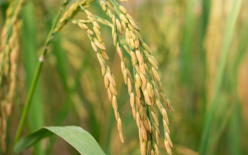 Giá lúa gạo hôm nay 13/4/2024: Đứng yên