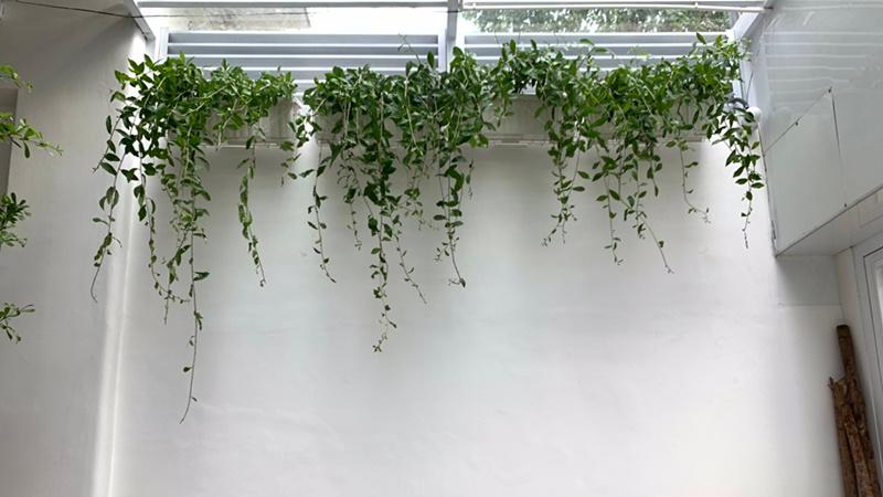 Cây cúc tần Ấn Độ: Những đặc điểm nổi bật, ý nghĩa sâu sắc và cách thức chăm sóc đúng cách.