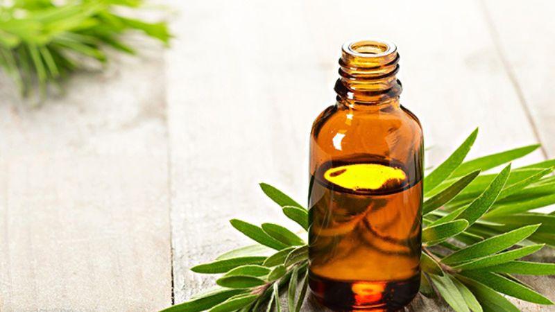 Khám phá những tác dụng tuyệt vời của dầu khuynh diệp và những lưu ý quan trọng khi sử dụng loại tinh dầu này để đạt hiệu quả tối ưu.