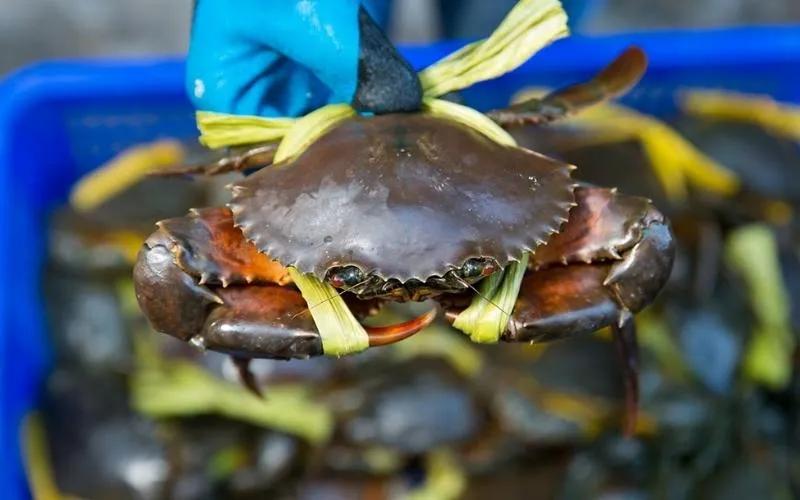 Tại sao không nên ăn cua ghẹ vào ngày trăng tròn? Cùng tìm hiểu lý do đằng sau điều này trong bài viết dưới đây.