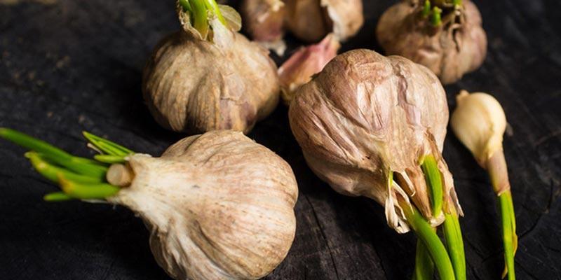Tỏi mọc mầm – Ăn vào có hại hay lợi?