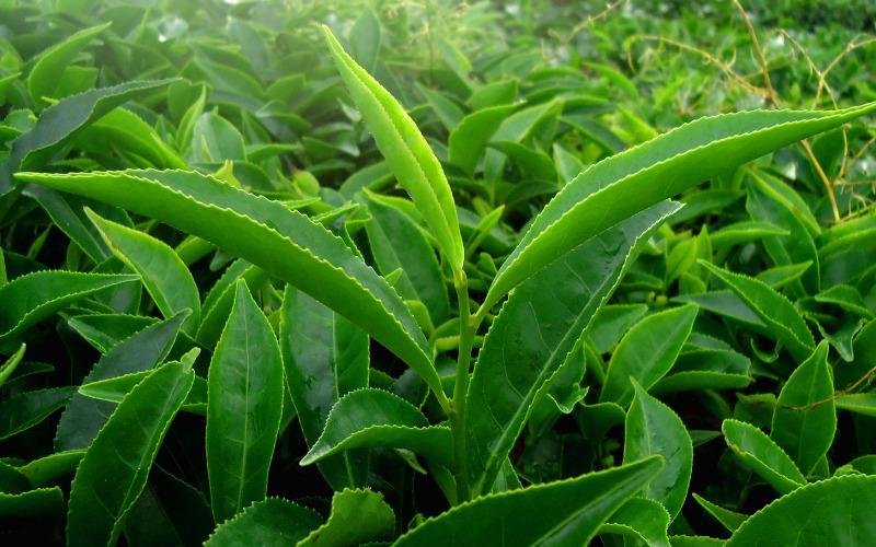 Có nên sử dụng trà ô long trong thai kỳ? Những lợi ích của trà ô long đối với sức khỏe bà bầu