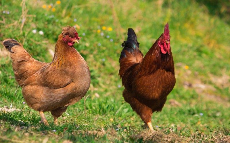 Giá gia cầm ngày 23/02/2024: Một ngày trầm lắng tiếp tục