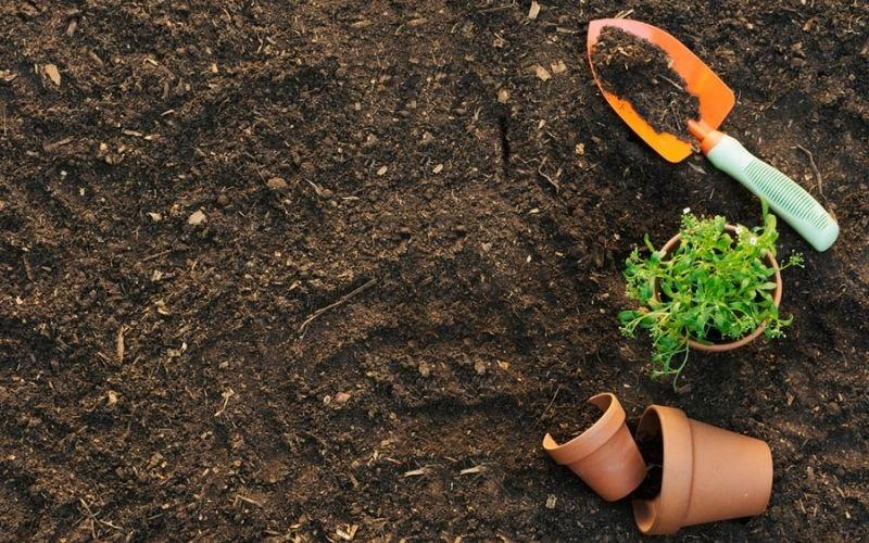 7 điều cần lưu ý khi chăm sóc cây cảnh trong nhà