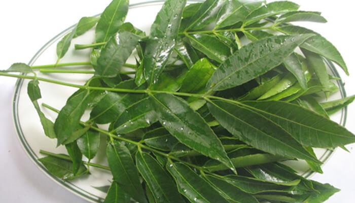 Các loại rau rừng hiện đang được giới sành ăn săn lùng không ngừng nhờ vào hương vị độc đáo và những lợi ích sức khỏe tiềm ẩn.