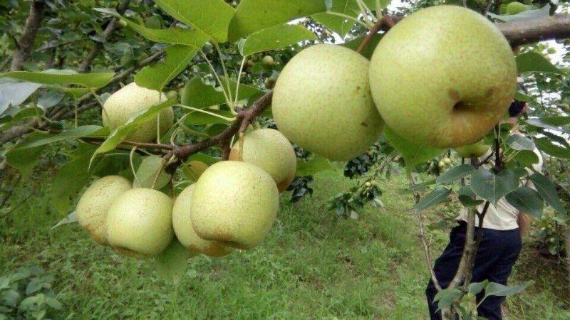 Lê Tai Nung: Hương vị ngọt ngào, mát lành đầy quyến rũ