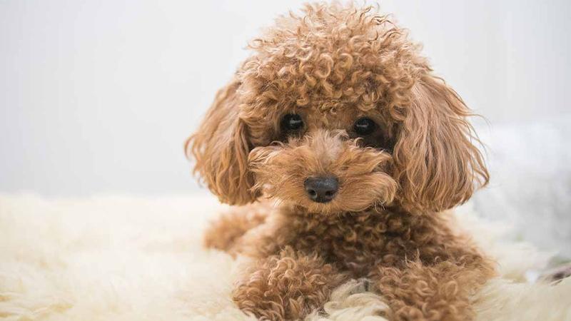 Khám phá giống chó Poodle: Lịch sử, đặc điểm nổi bật, phương pháp chăm sóc và bảng giá chi tiết