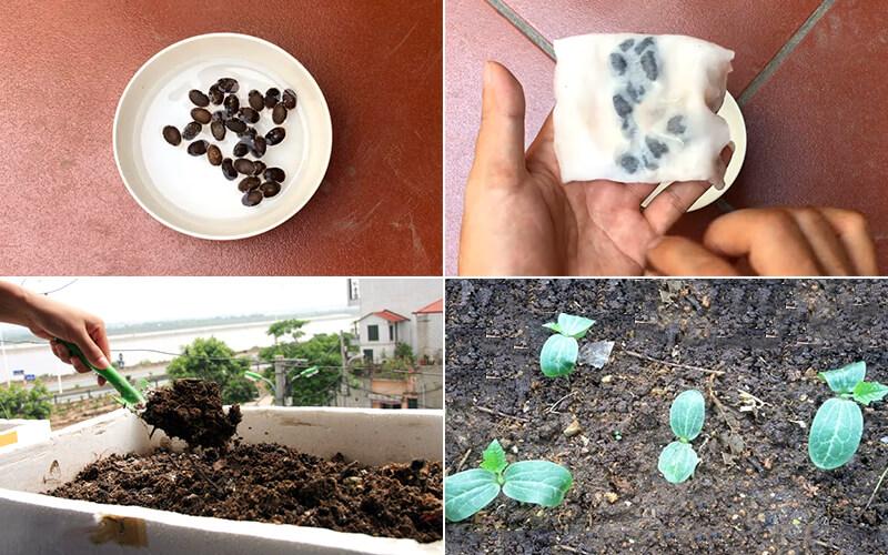 Hướng dẫn trồng mướp trong thùng xốp tại nhà, giúp cây ra nhiều trái và tạo không gian bóng mát.