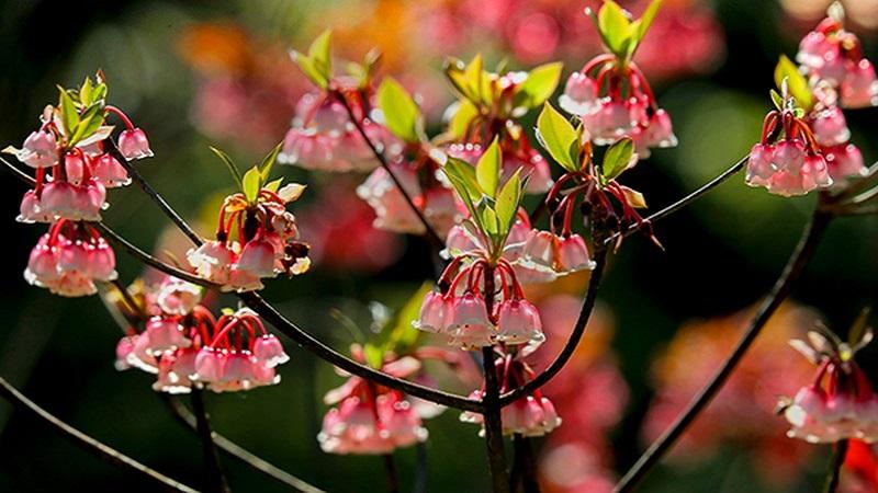 Hoa đào chuông Yên Tử: Đặc điểm, ý nghĩa và giá trị của loài hoa này
