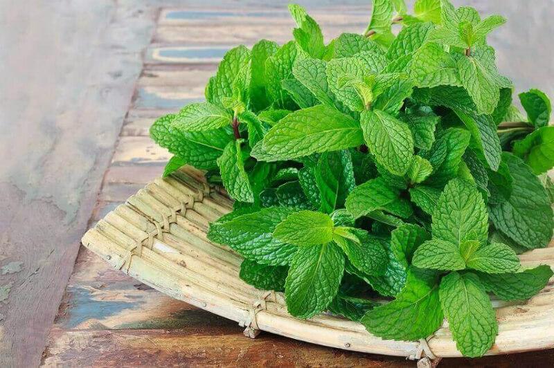 Cách sử dụng tinh dầu bạc hà để đuổi chuột hiệu quả là phương pháp được nhiều gia đình tin tưởng nhờ vào tính an toàn và dễ thực hiện, đồng thời tạo không gian thơm mát dễ chịu.