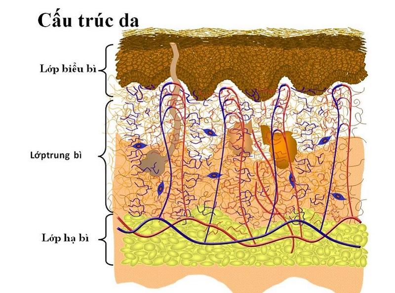 Cách chăm sóc da mỏng, yếu, có gân máu lộ rõ để trở nên khỏe mạnh và tươi sáng hơn.