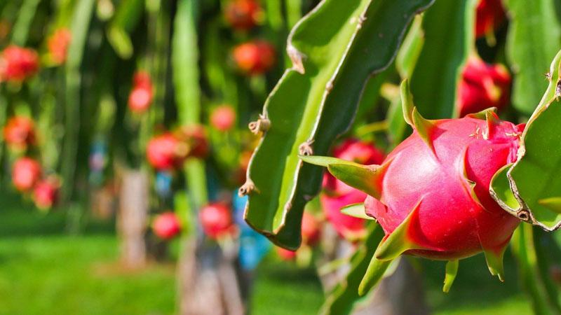 Ít ai biết rằng thanh long không chỉ là một loại trái cây ngon mà còn mang lại những lợi ích tuyệt vời cho làn da, giúp dưỡng trắng và làm đẹp từ bên trong.