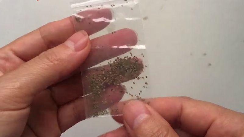 Khám phá cách trồng rau ngò tây lá xoăn tại nhà, đơn giản nhưng hiệu quả, dễ dàng chăm sóc để có những chậu rau tươi tốt ngay trong không gian của bạn.