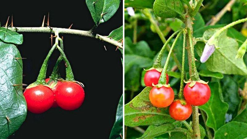Khám phá 7 loại cây thuốc Nam quý hiếm có công dụng chữa bệnh tại Việt Nam
