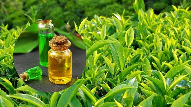 Cách tự làm chiết xuất trà xanh để giữ gìn làn da tươi trẻ tại nhà
