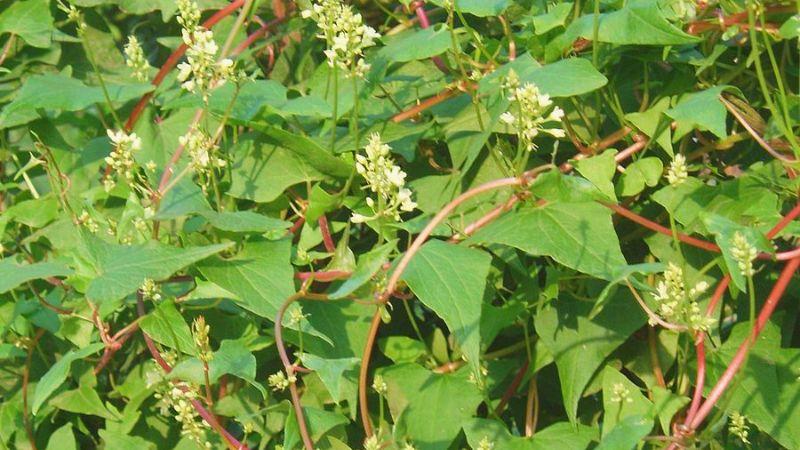 Hà thủ ô đỏ là gì? Những tác dụng tuyệt vời và cách sử dụng hà thủ ô đỏ hiệu quả.