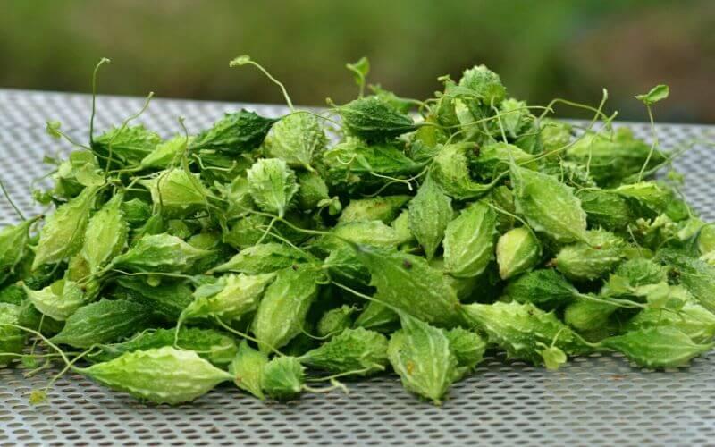 Khổ qua rừng: Thần dược thiên nhiên và những cảnh báo không nên bỏ qua