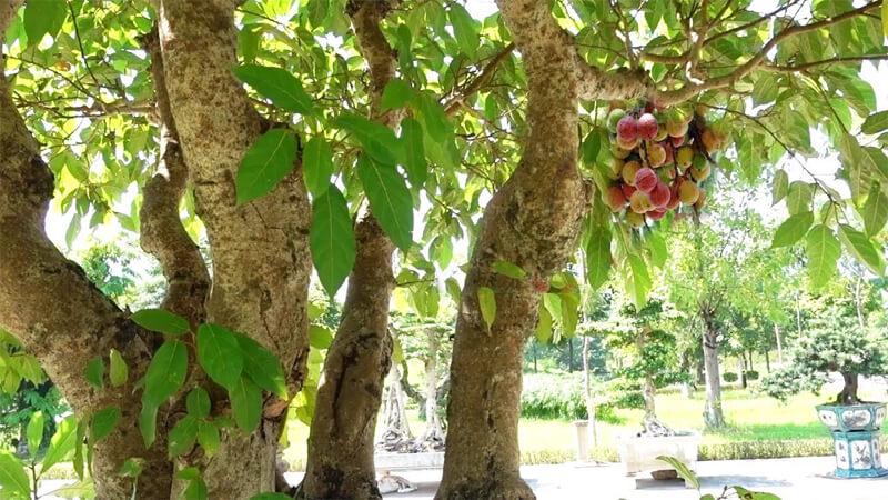 Cây sung: Đặc điểm, phương pháp trồng, và ý nghĩa trong dịp Tết cổ truyền