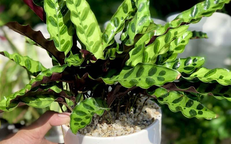 Cây đuôi công không chỉ là một biểu tượng phong thủy mạnh mẽ mà còn là một phần không thể thiếu trong không gian sống. Với tác dụng lọc không khí tuyệt vời, cây này mang lại sự an lành, thịnh vượng cho gia đình bạn.