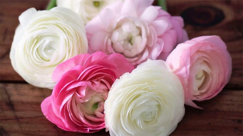 Khám phá cách trồng hoa mao lương và những ý nghĩa đặc biệt ít người biết đến