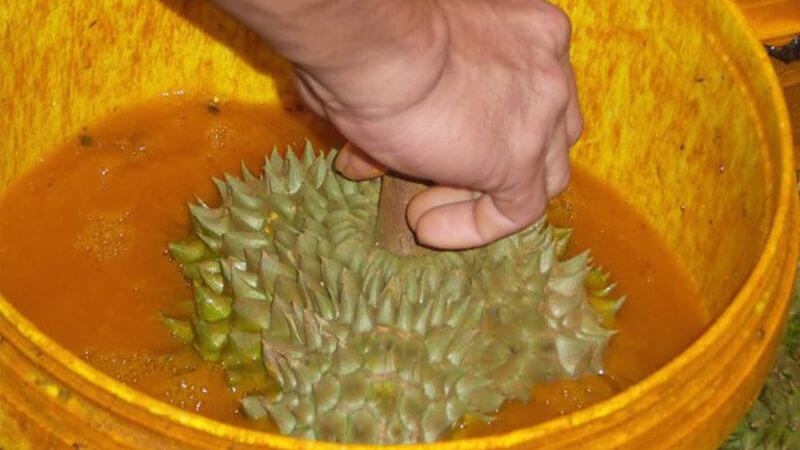 Ăn sầu riêng ép chín bằng hóa chất: Mối hiểm họa ung thư cận kề