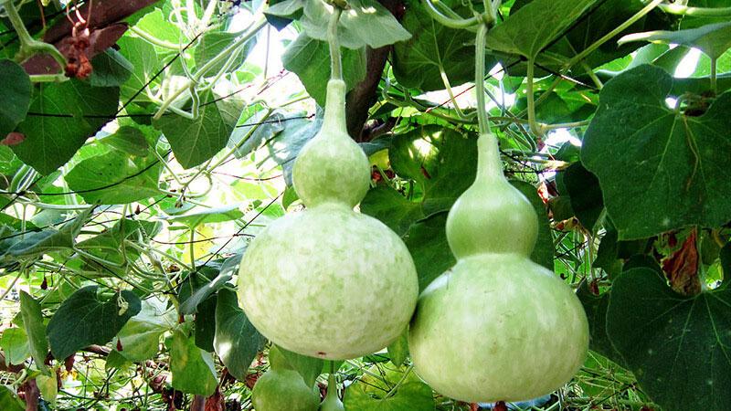 Bạn đã từng khám phá những lợi ích bất ngờ từ quả bầu chưa?