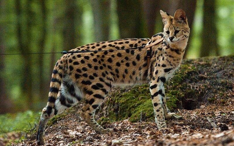 Mèo Savannah có gì thú vị? Khám phá nguồn gốc, đặc điểm và mức giá của loài mèo đặc biệt này