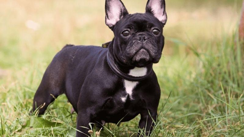 Chó Bull Pháp: Tìm hiểu về nguồn gốc, đặc điểm và mức giá của giống chó Bull Pháp