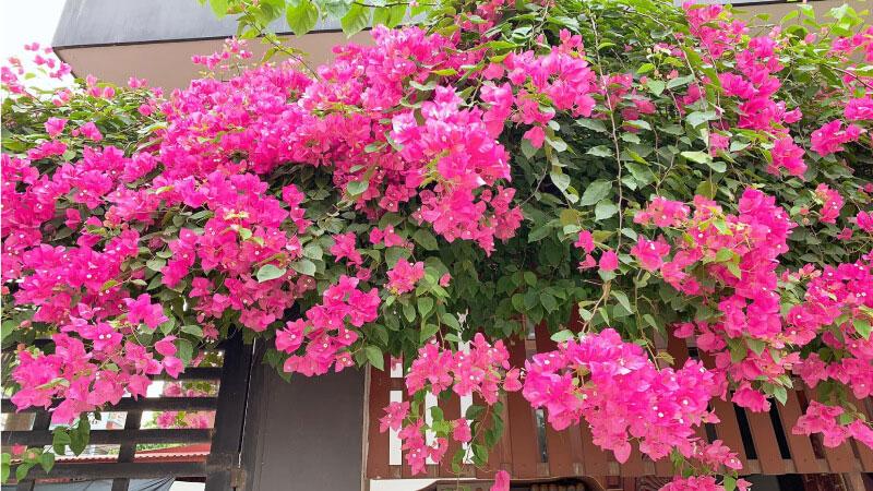 Khám phá ý nghĩa và bí quyết trồng, chăm sóc hoa giấy để cây luôn nở hoa rực rỡ quanh năm