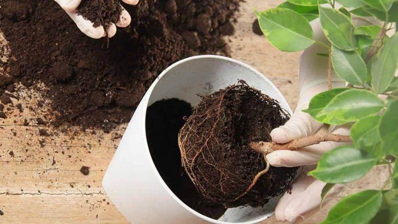 6 tuyệt chiêu hồi sinh cây cảnh sắp úa tàn, đơn giản mà hiệu quả không ngờ