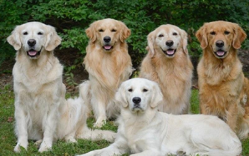 Hướng dẫn chi tiết cách chăm sóc chó Golden qua các giai đoạn phát triển, từ A đến Z