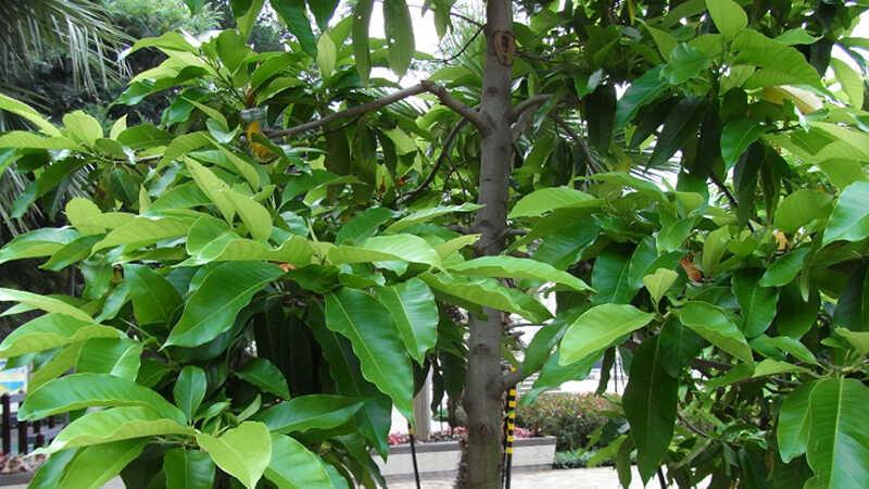 Hoa ngọc lan: Khám phá ý nghĩa, hình ảnh, và bí quyết chăm sóc cây tại gia