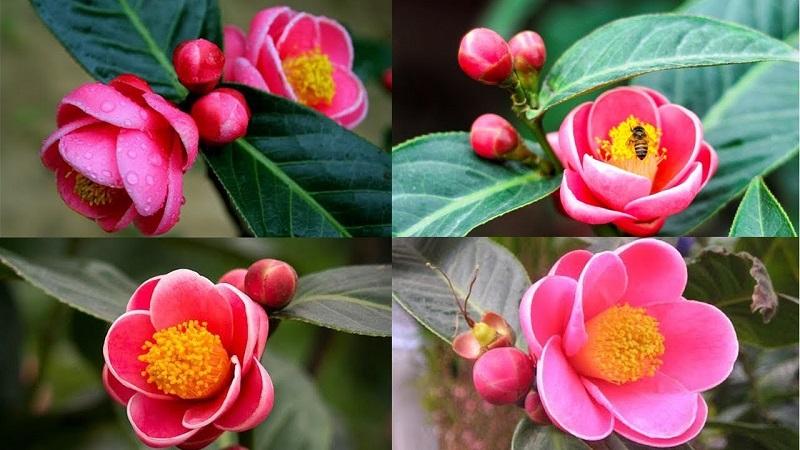 Khám phá ý nghĩa và bí quyết trưng bày hoa hải đường trong phong thủy, mang lại sự thịnh vượng, tài lộc và hạnh phúc cho gia chủ.
